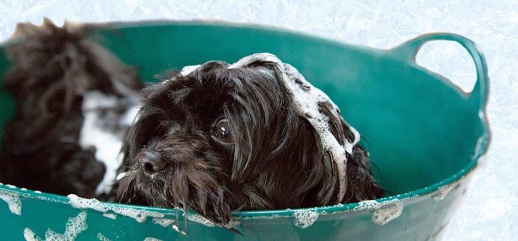 A dog being bathed in shampoo