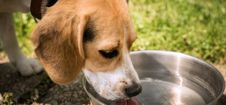 Dog drinking tap water from a bowl