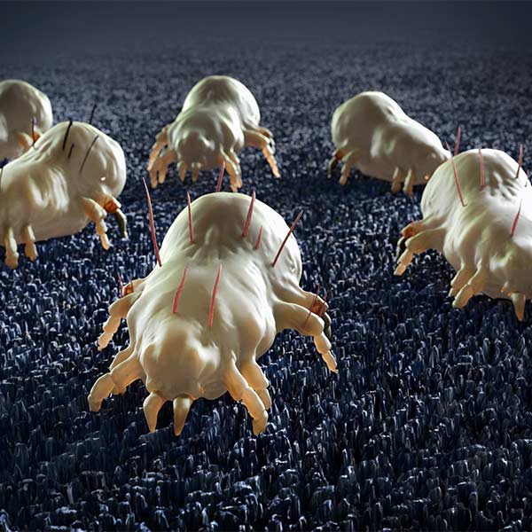 3D model of dust mites