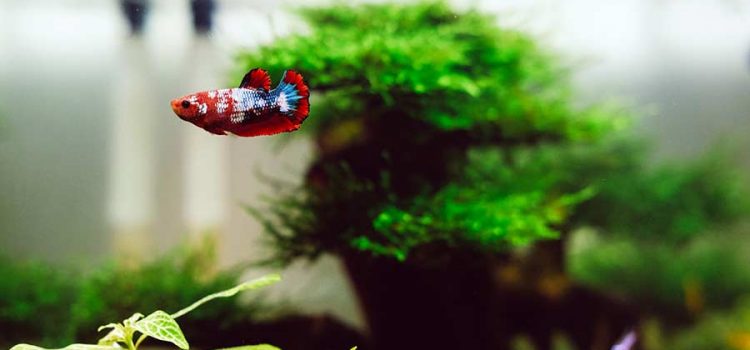 Betta fish in a home aquarium