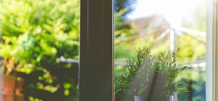 sun shining through a window with a house plant