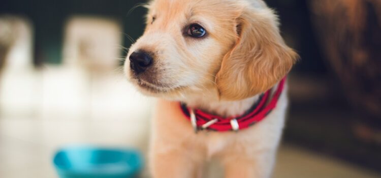 Puppy with a Water Bowl behind him full of water processed with a water purification system in Austin