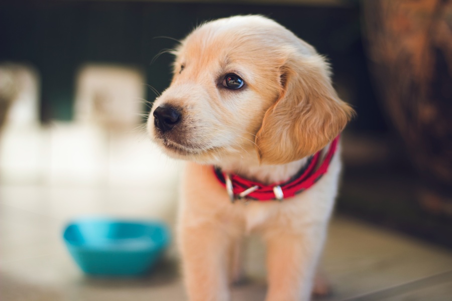 Puppy with a Water Bowl behind him full of water processed with a water purification system in Austin